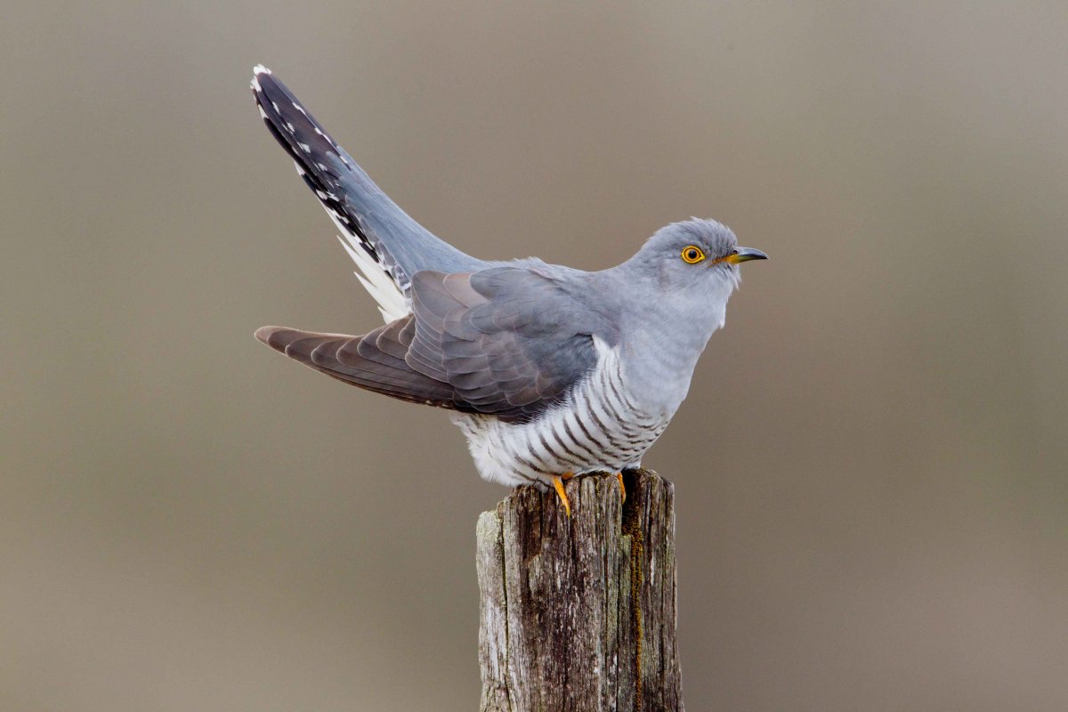 Cuckoo by Edmund Fellowes Cuckoo by Edmund Fellowes