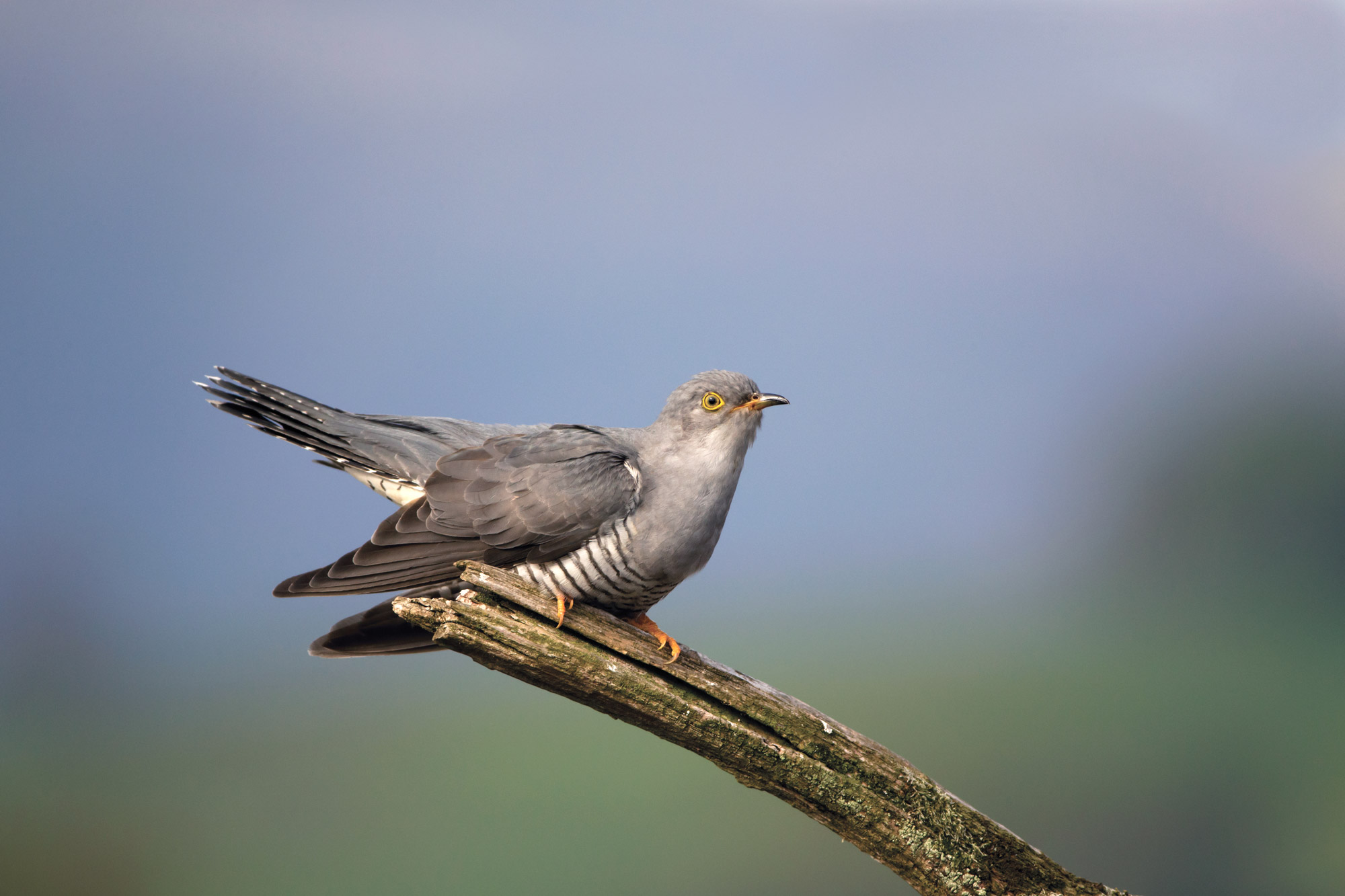 Cuckoo. Edmund Fellowes / BTO Cuckoo. Edmund Fellowes / BTO