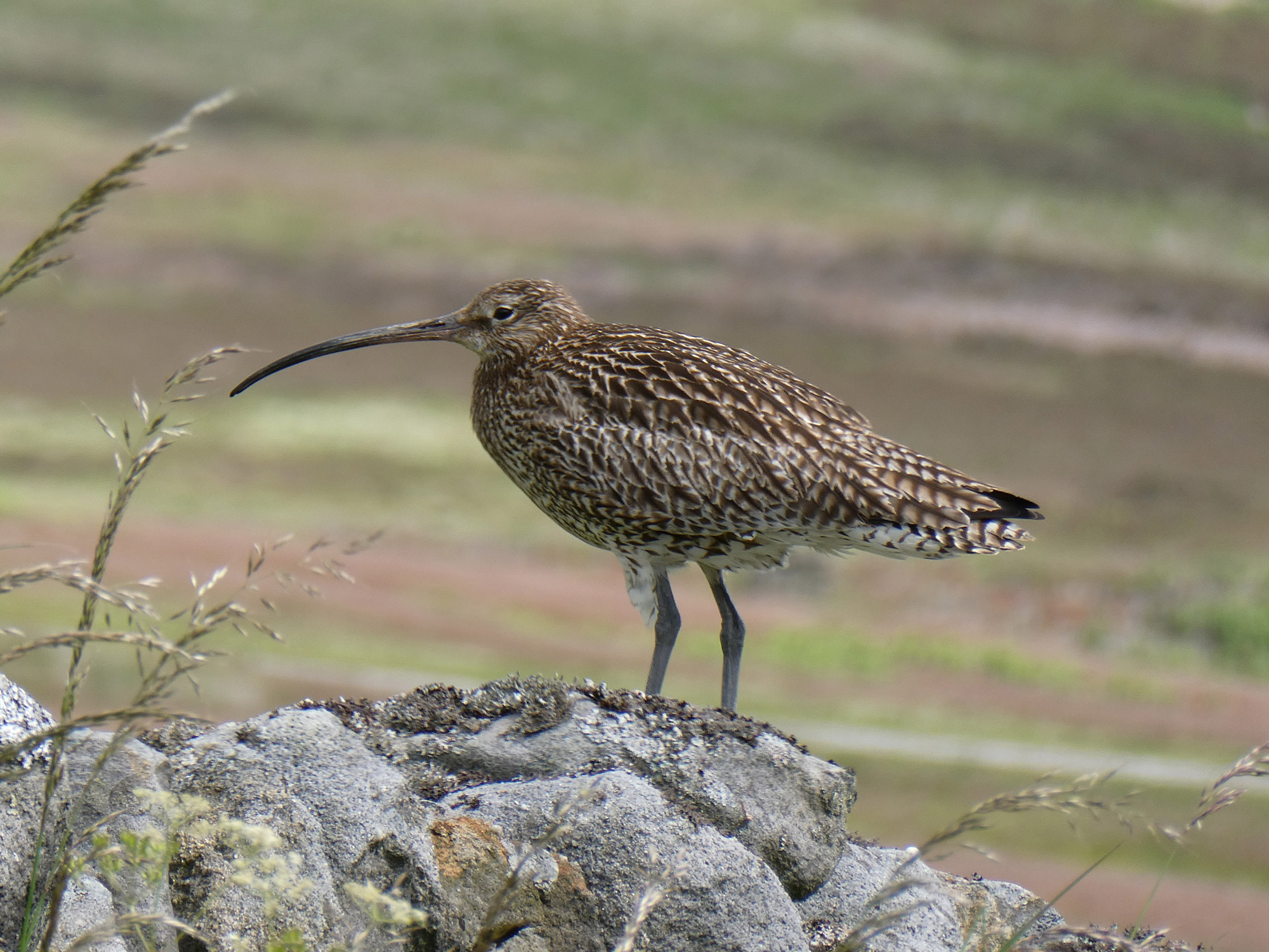Curlew. Annie Shadrake Curlew. Annie Shadrake