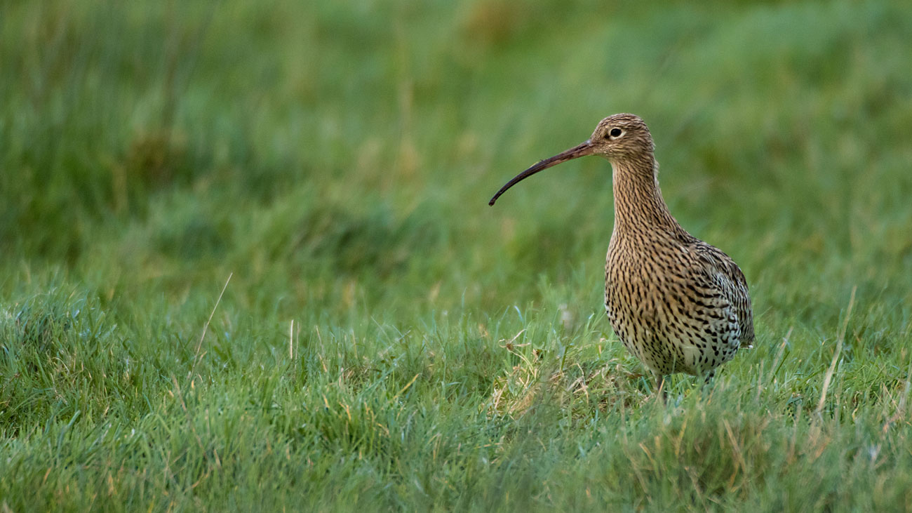 Curlew. Tom Streeter Curlew. Tom Streeter