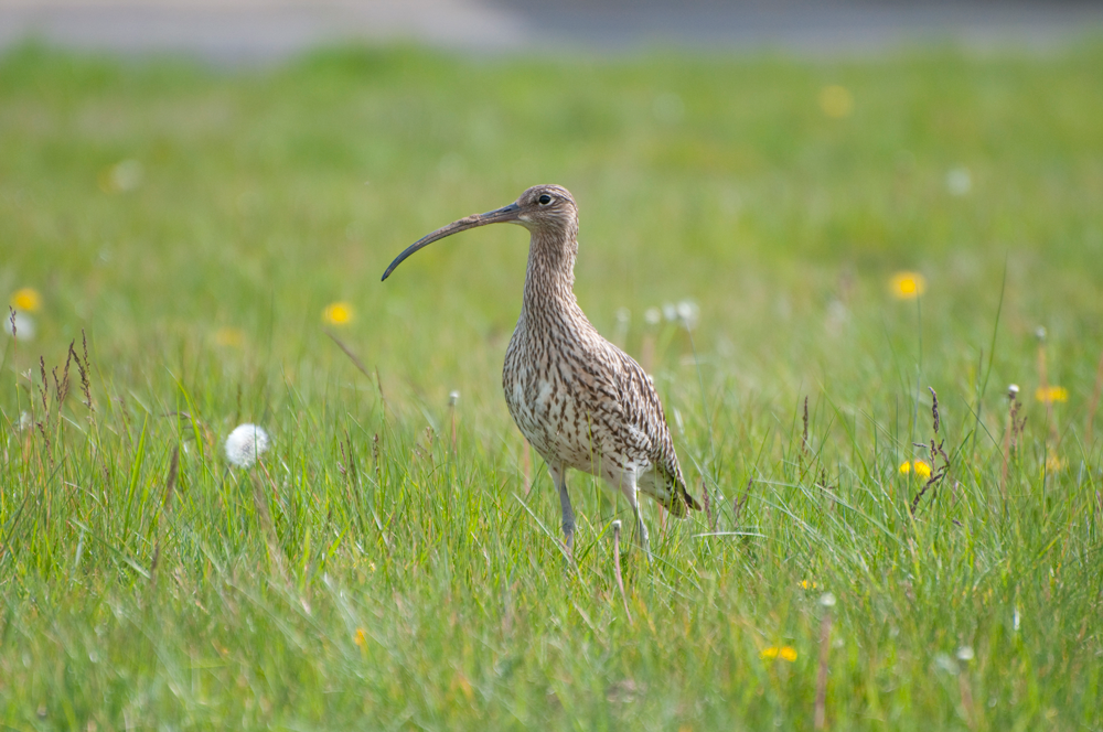 Curlew by Neil Calbrade Curlew by Neil Calbrade