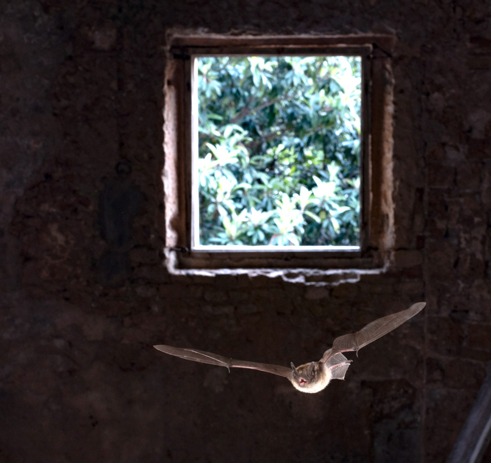 The Vincent Wildlife Trust’s knowledge of how Mediterranean Long-eared Bat and David’s Myotis use the monastery was invaluable for targeting sound recording effort to collect the broadest possible range of calls. 