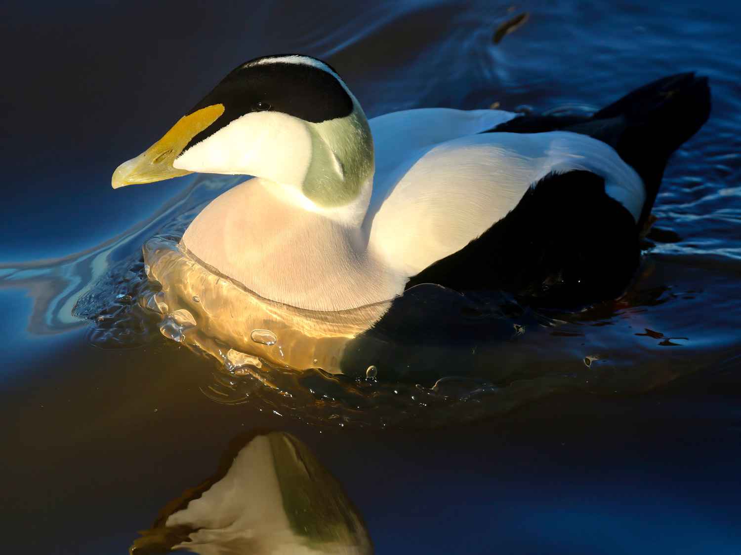 Eider. Tom Cadwallender / BTO Eider. Tom Cadwallender / BTO