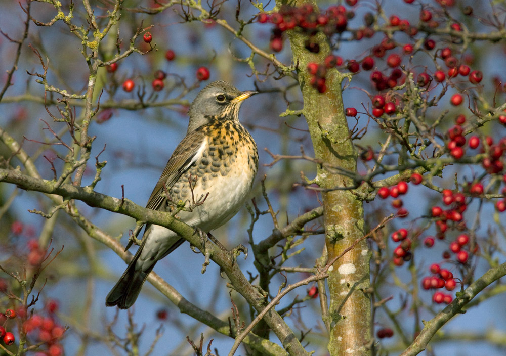 Fieldfare. Liz Cutting / BTO Fieldfare. Liz Cutting / BTO