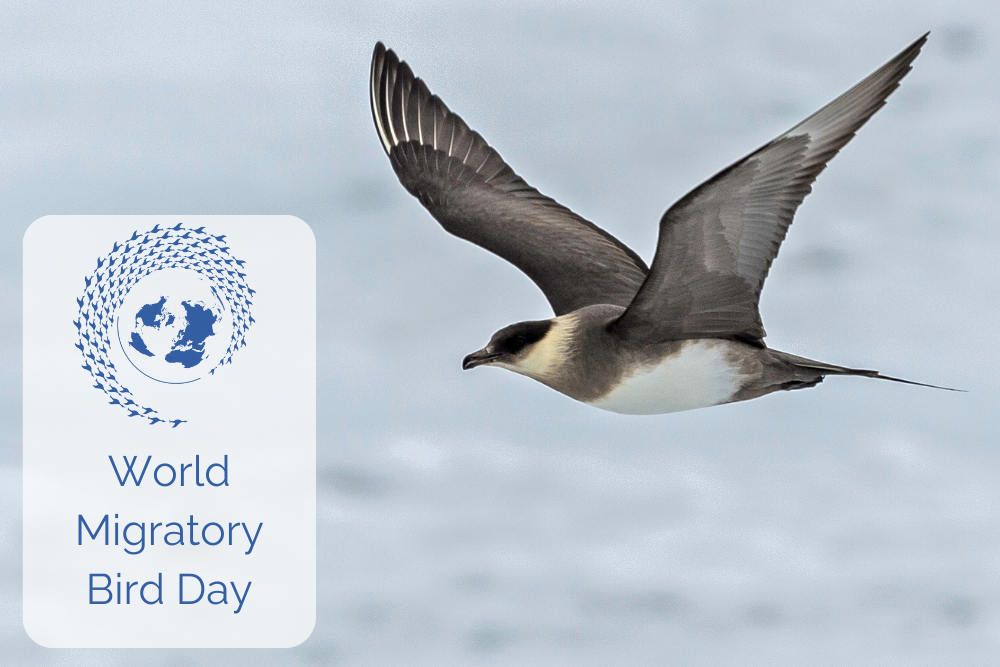 Arctic Skua, by Gerald Corsi