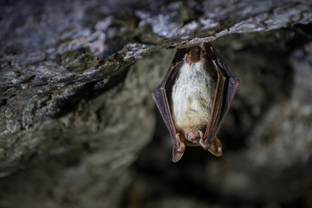 Greater Mouse-eared Bat. Sergey Ryzhkov / stock.adobe.com Greater Mouse-eared Bat. Sergey Ryzhkov / stock.adobe.com