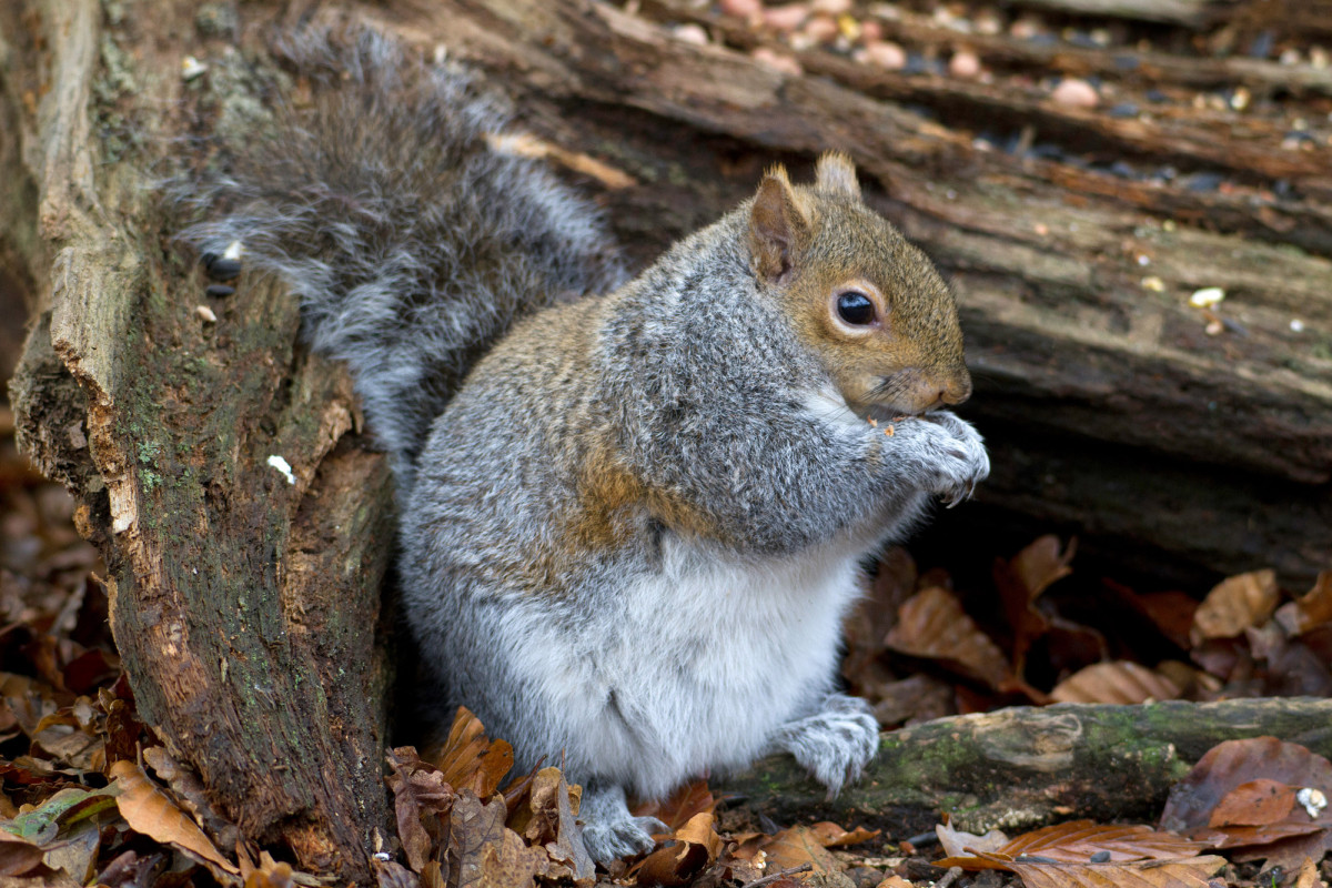 Grey Squirrel. John Harding / BTO Grey Squirrel. John Harding / BTO