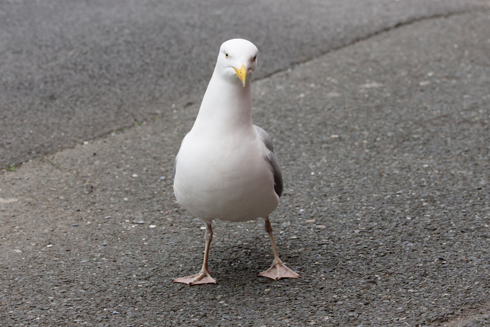 Herring Gull, by Edmund Fellowes / BTO