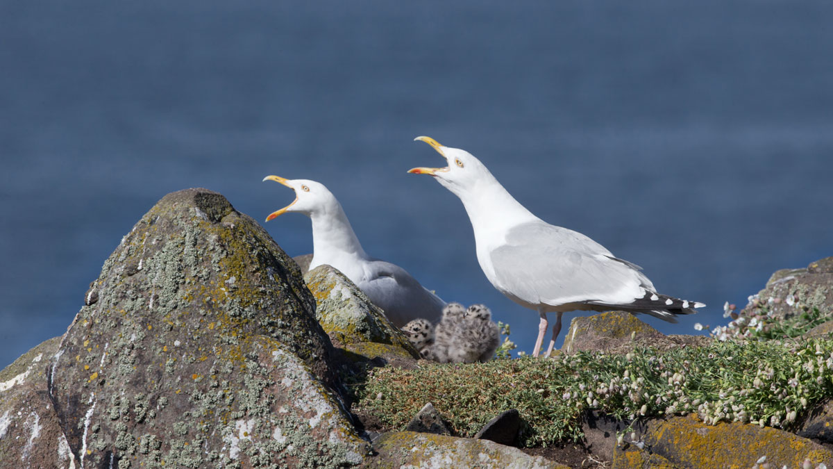Herring Gulls with chicks. Edmund Fellowes Herring Gulls with chicks. Edmund Fellowes