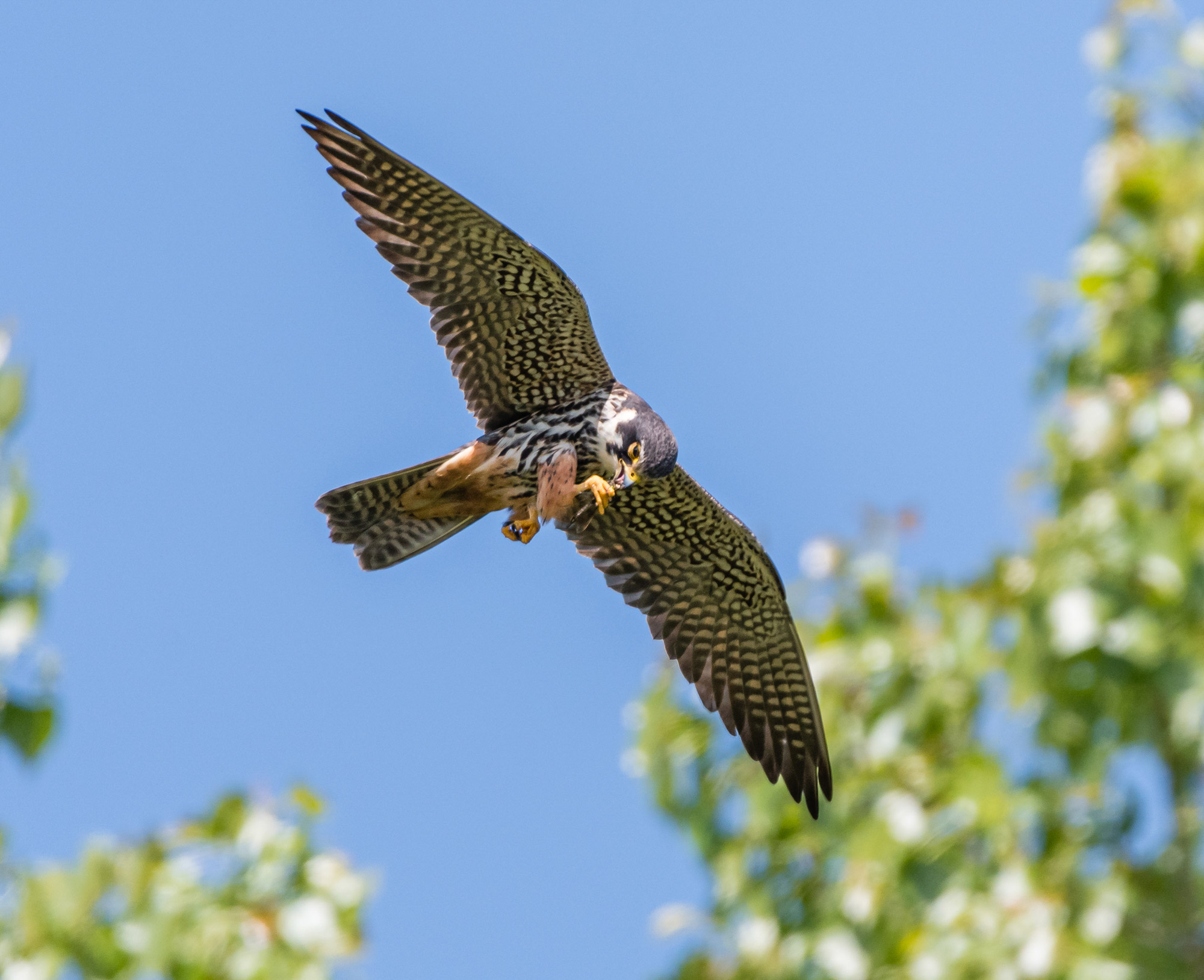 Hobby. Philip Croft / BTO Hobby.