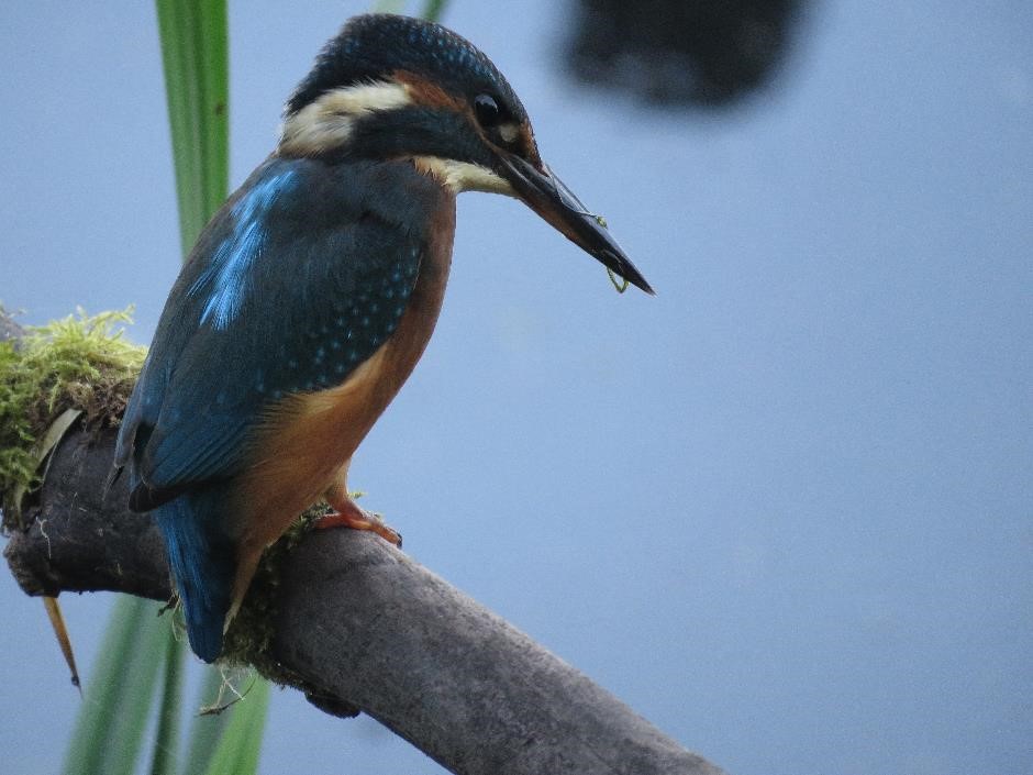 Kingfisher by Harriet Day A kingfisher perched on a branch