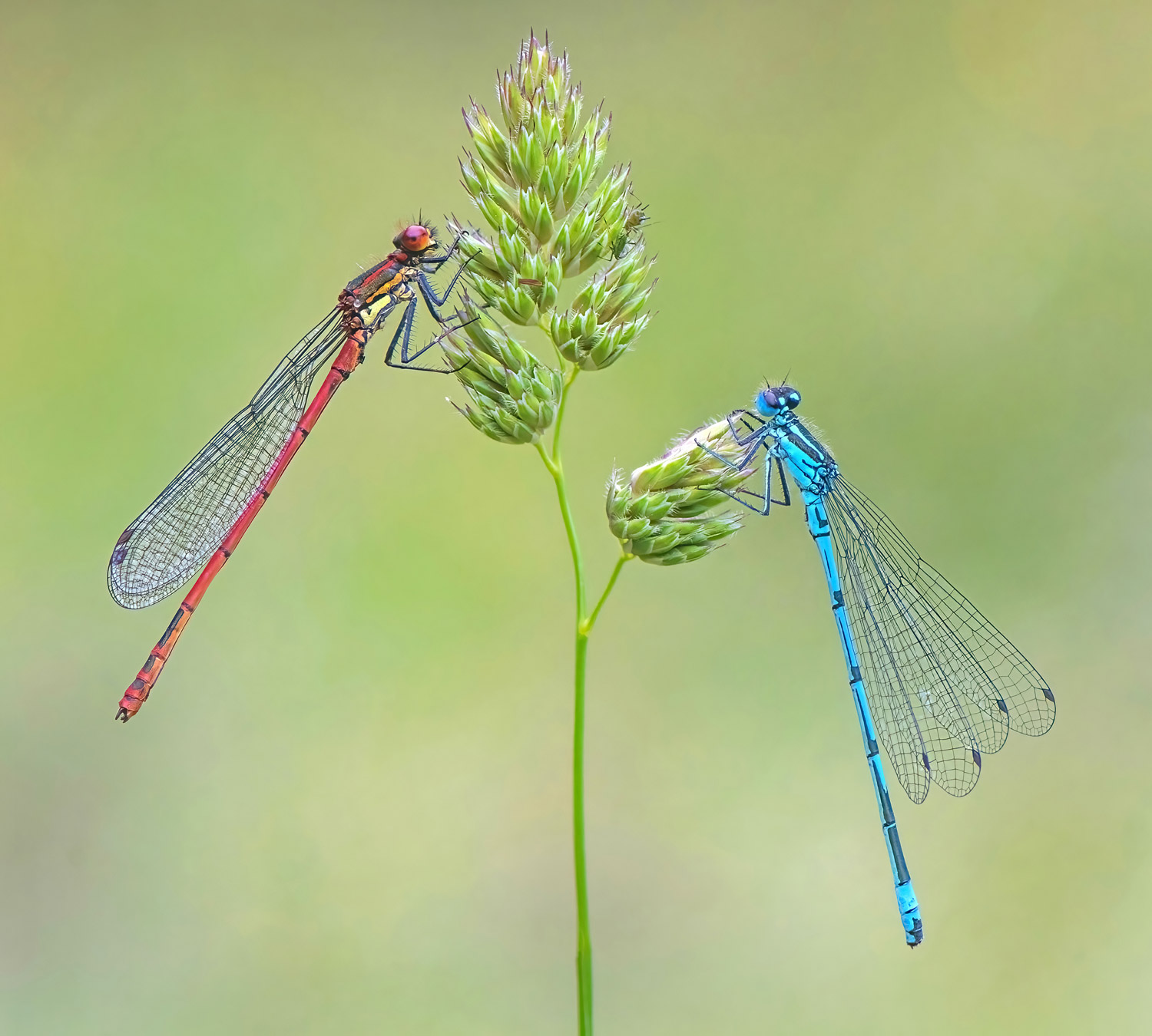 Large Red and Azure Damselflies. Tony / stock.adobe.com Large Red and Azure Damselflies. Tony / stock.adobe.com