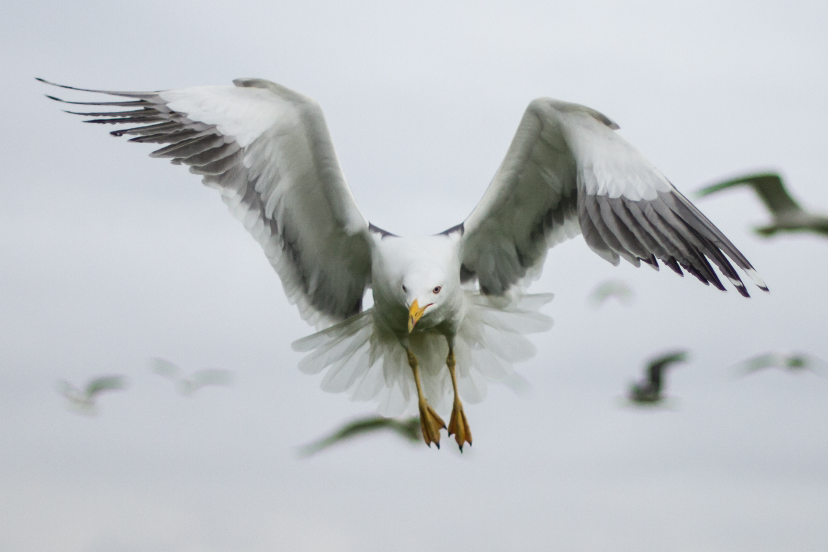 Lesser Black-backed Gull. Sam Whitfield Lesser Black-backed Gull. Sam Whitfield