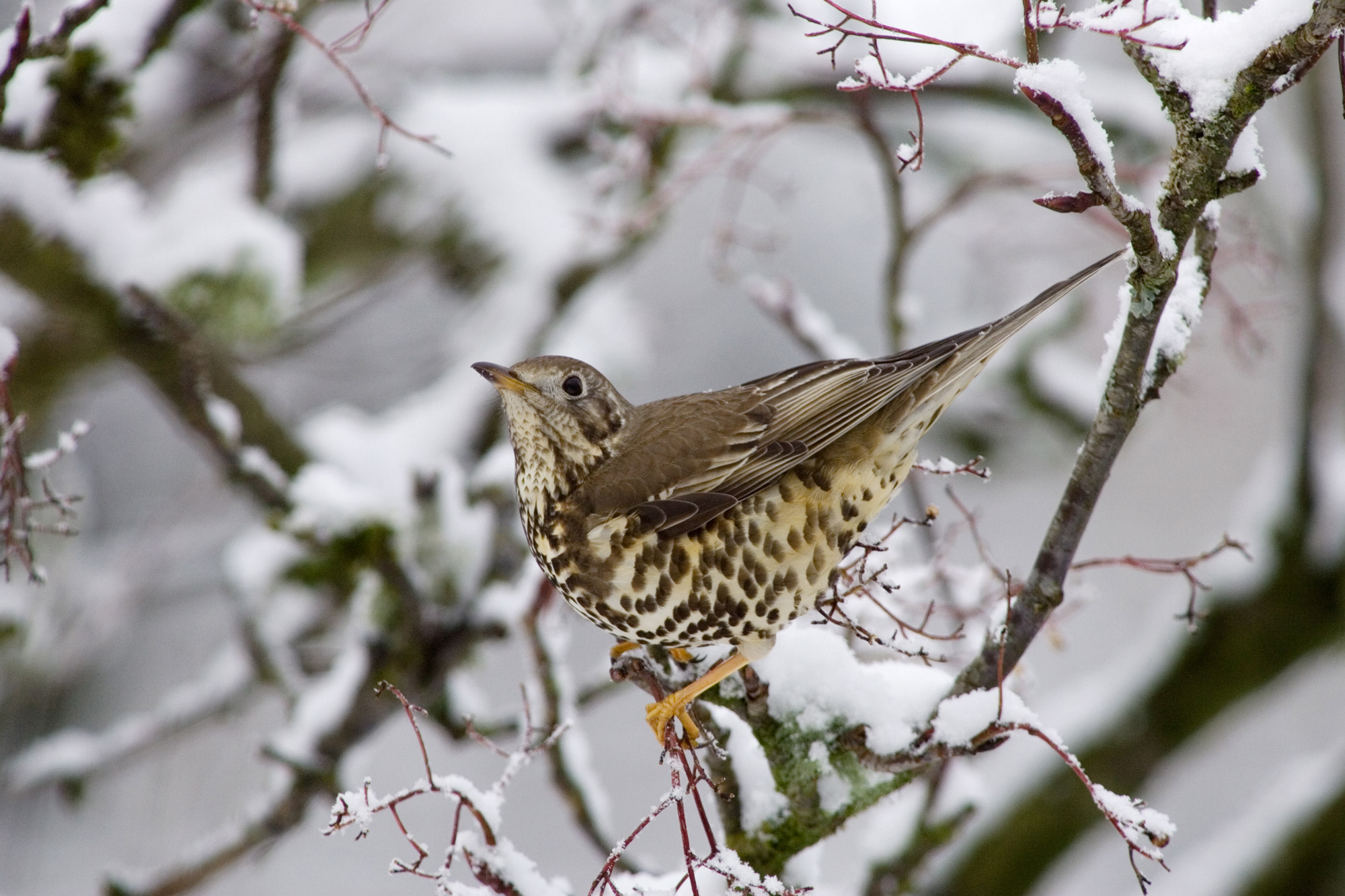 Mistle Thrush. Edmund Fellowes / BTO Mistle Thrush. Edmund Fellowes / BTO