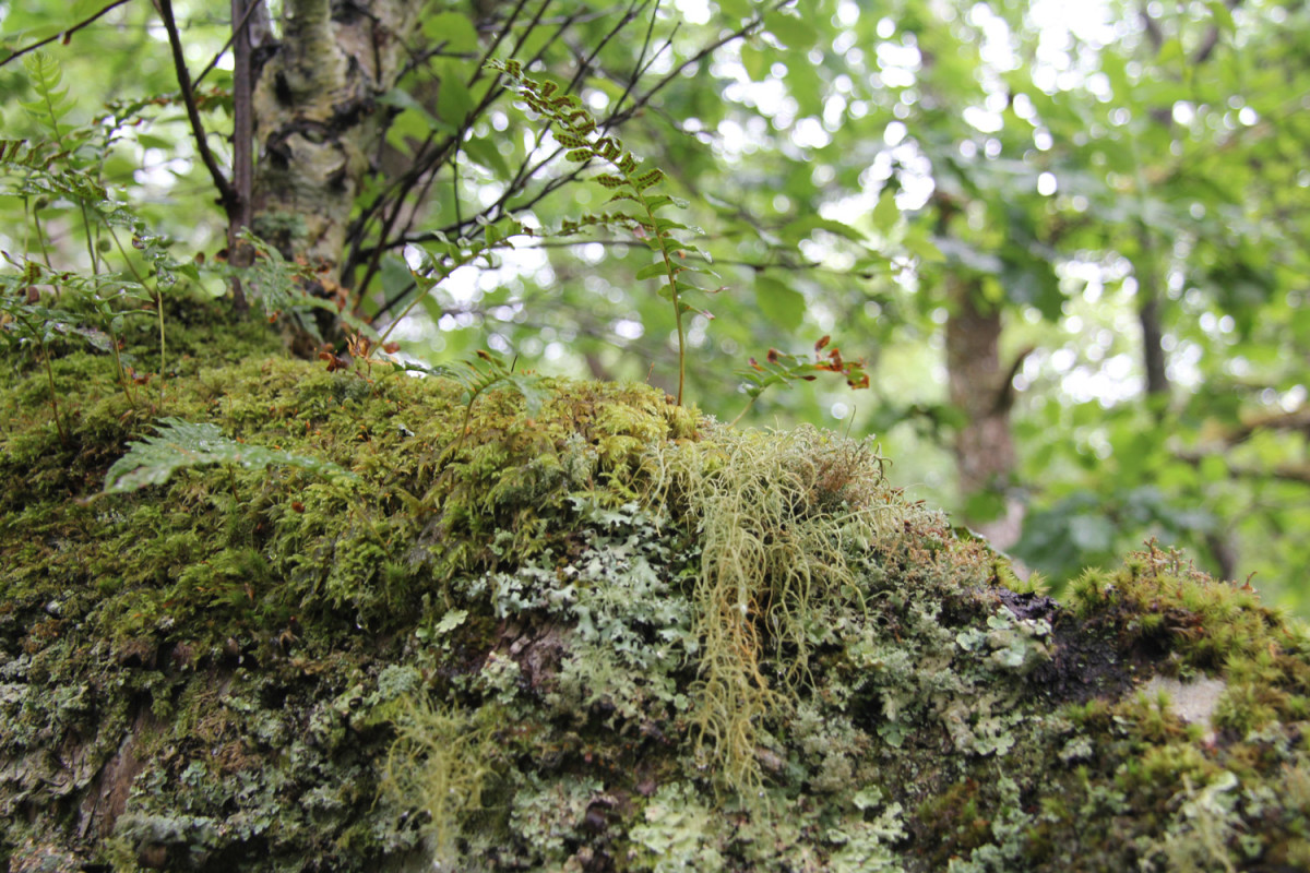 Feature image for the People's Plan for Nature blog showing moss and lichens in a woodland setting. Mike Toms / BTO Feature image for the People's Plan for Nature blog showing moss and lichens in a woodland setting. Mike Toms / BTO