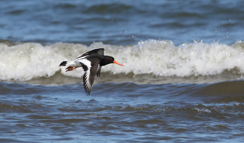 Oystercatcher, Liz Cutting Oystercatcher, Liz Cutting