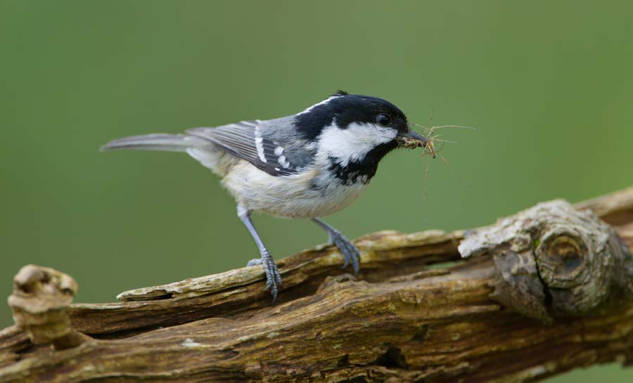 Coal Tit. Edmund Fellowes Coal Tit. Edmund Fellowes