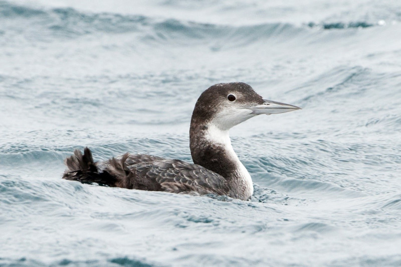 Great Northern Diver. Sarah Kelman / BTO Great Northern Diver. Sarah Kelman / BTO