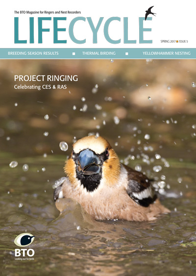 Life Cycle issue 5 cover Life Cycle issue 5 cover