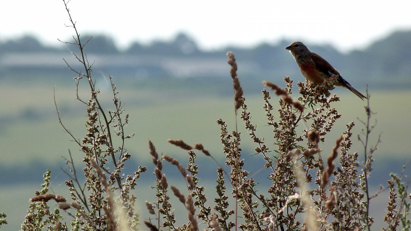 Linnet. Lucy Hulmes / BTO Linnet. Lucy Hulmes / BTO