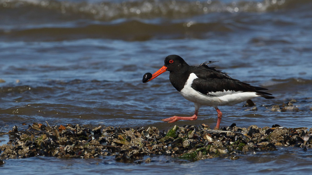 Oystercatcher feeding along the shoreline Oystercatcher feeding along the shoreline
