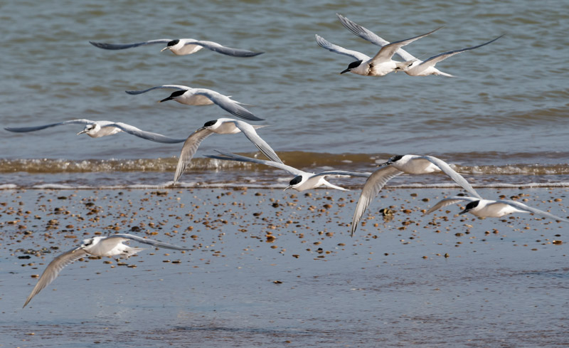 Sandwich Tern. Philip Croft / BTO Sandwich Tern. Philip Croft / BTO