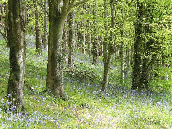 Spring Woodland. Canva Pro Spring Woodland. Canva Pro