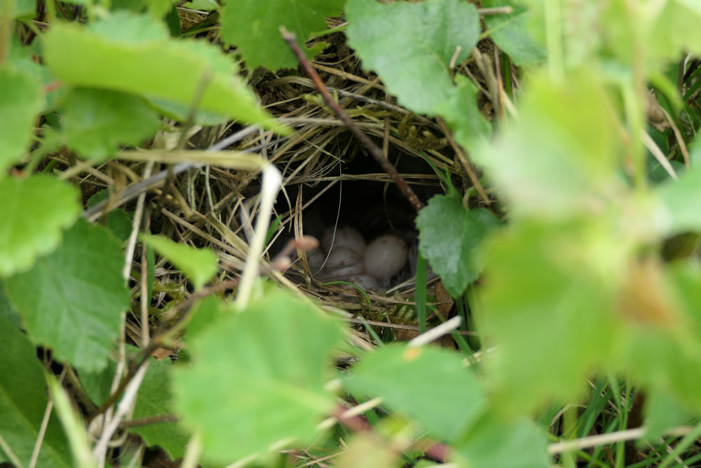 Willow Warbler nest. Mike Toms / BTO Willow Warbler nest. Mike Toms / BTO