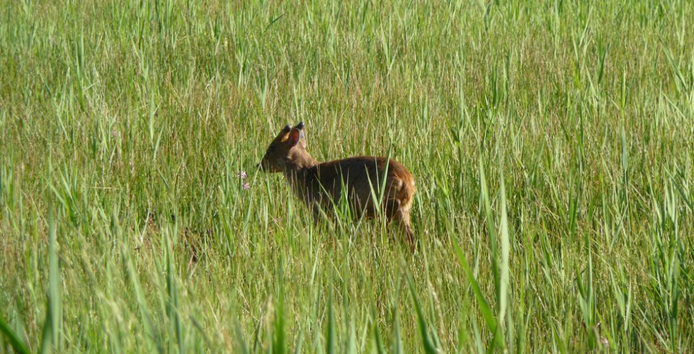 Muntjac. Photography by Dawn Balmer Muntjac. Photography by Dawn Balmer