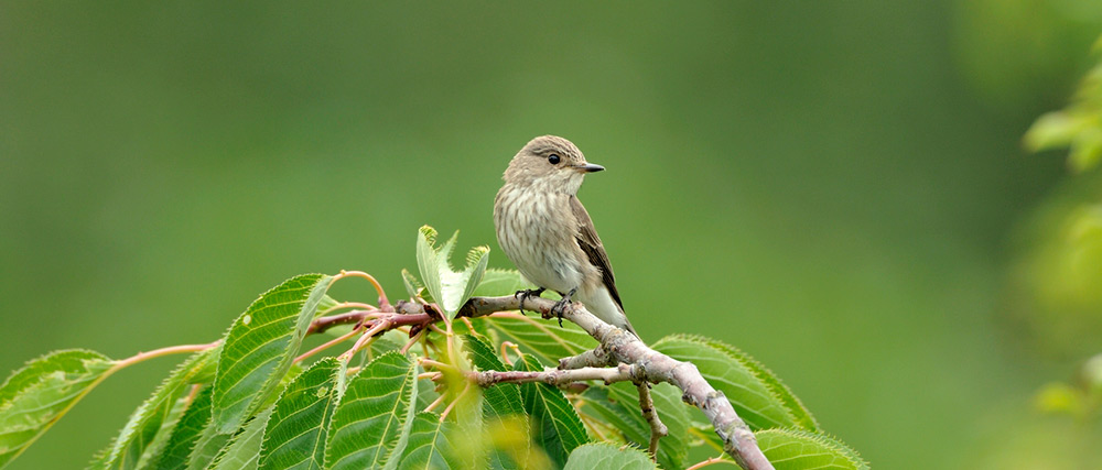 Spotted Flycatcher. Photograph by Jonathan Tyler Spotted Flycatcher. Photograph by Jonathan Tyler