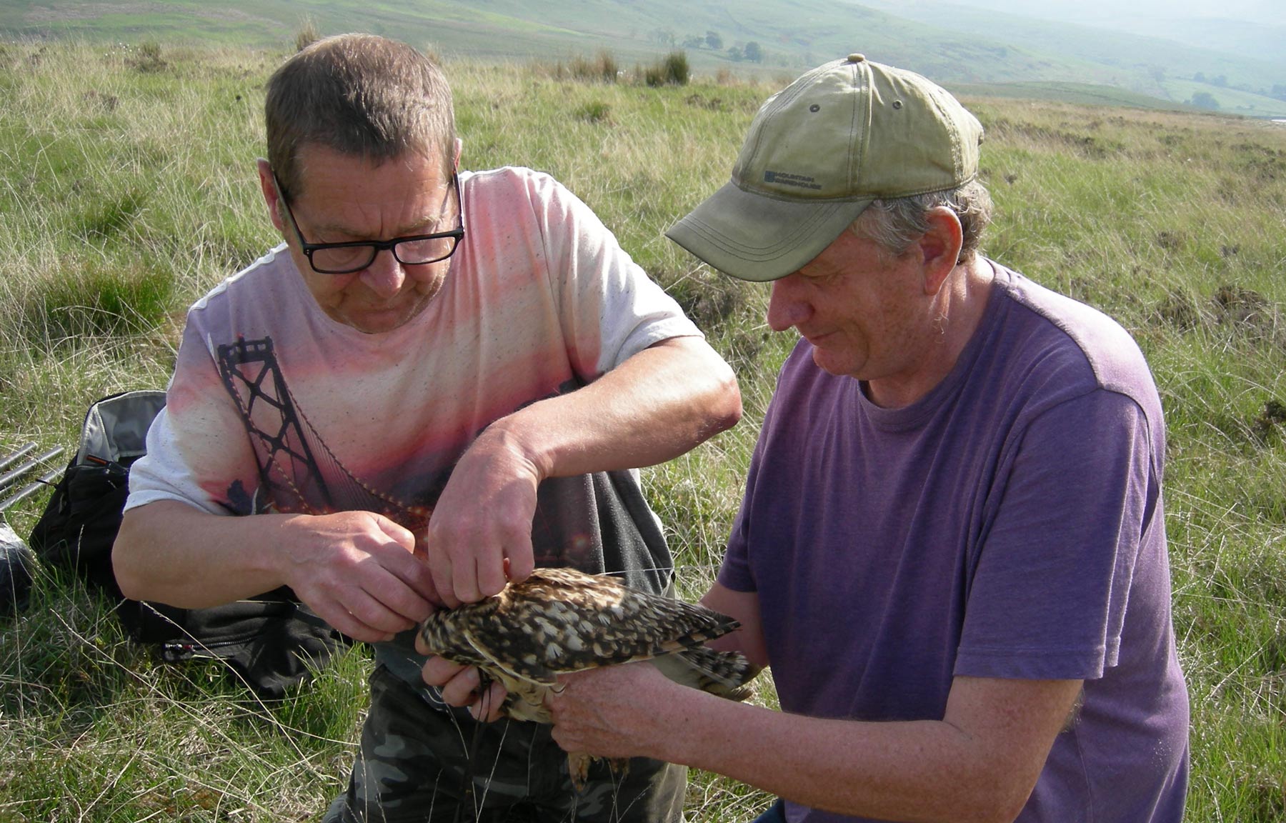 Short-eared Owl tagging. Chris Wernham Short-eared Owl tagging. Chris Wernham