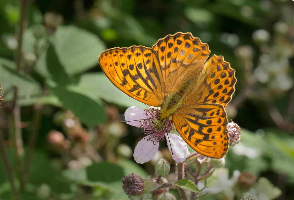 Silver-washed Fritillary. Liz Cutting / BTO Silver-washed Fritillary. Liz Cutting / BTO