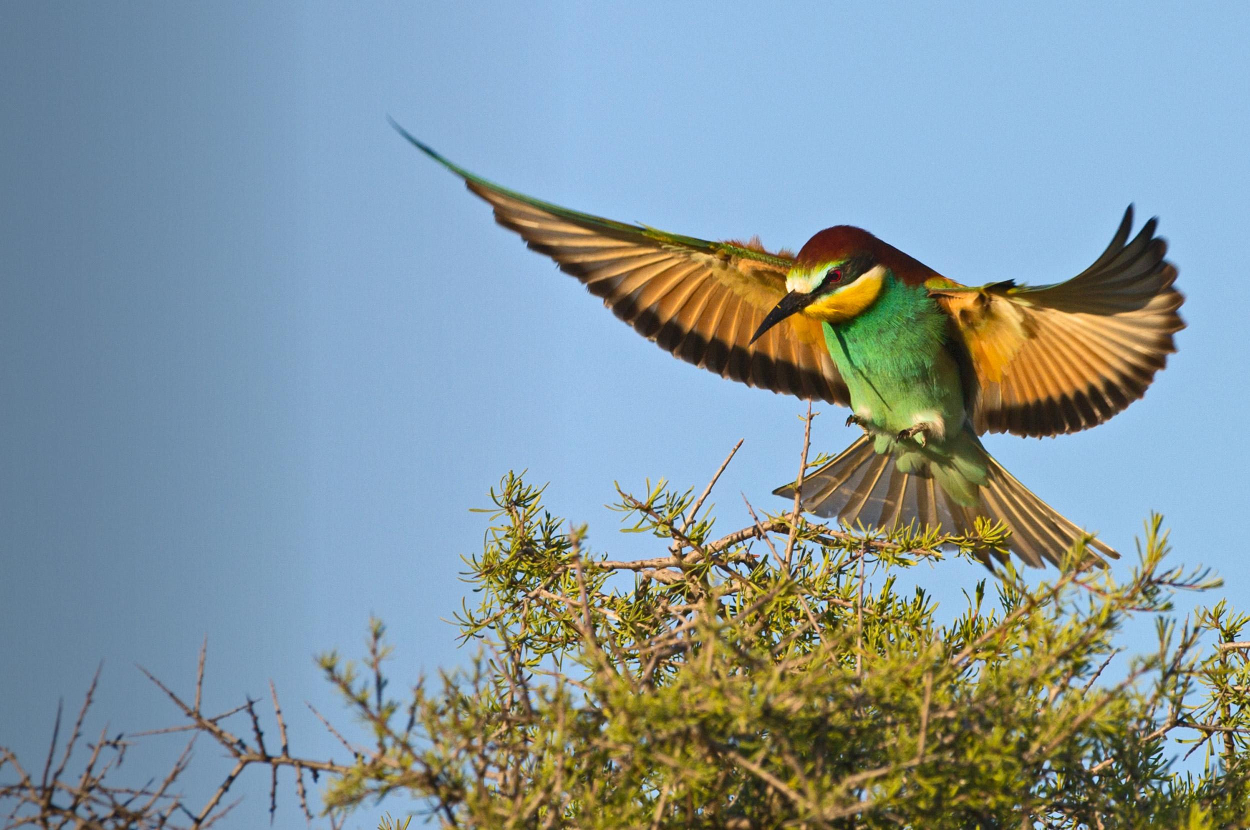 Bee-eater. David Tipling / birdphoto.co.uk Bee-eater. David Tipling / birdphoto.co.uk