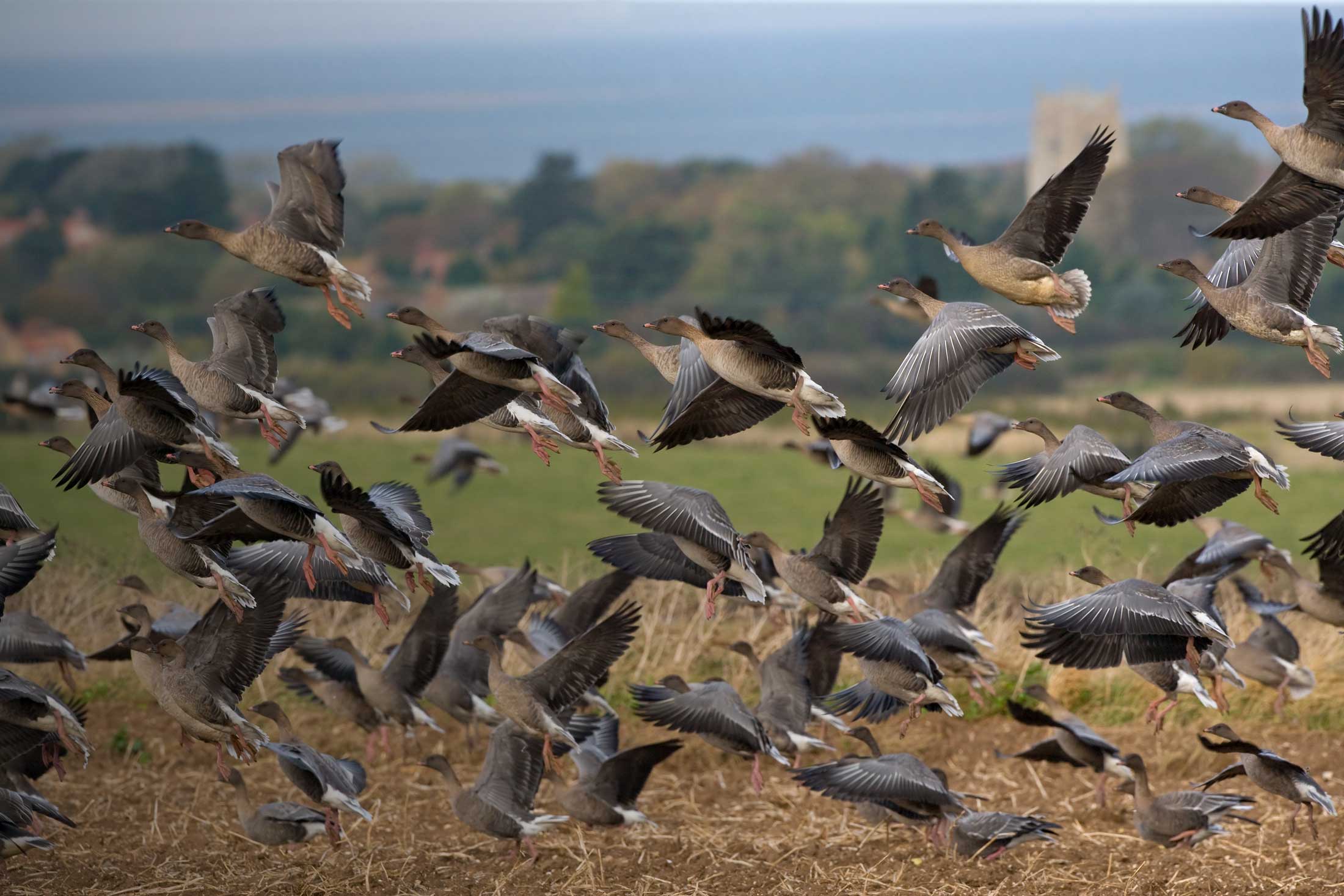 Pink-footed Goose. Chris Knights Pink-footed Goose. Chris Knights