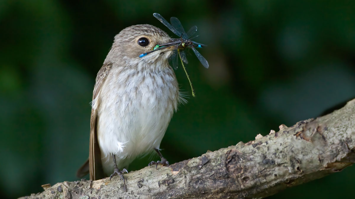 Spotted Flycatcher. Liz Cutting Spotted Flycatcher. Liz Cutting
