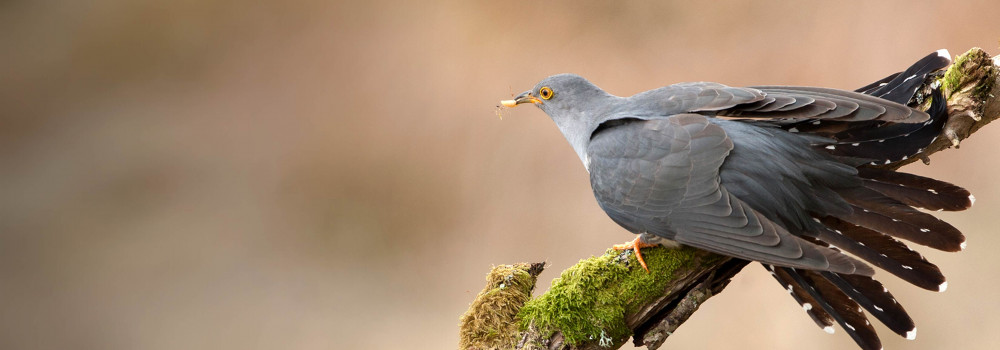 Cuckoo. Robin Lee Cuckoo. Sarah Kelman