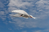 Arctic Tern Photographer Jeremy Moore Arctic Tern Photographer Jeremy Moore
