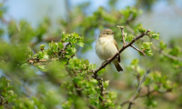 Chiffchaff by Paul Newton Chiffchaff by Paul Newton