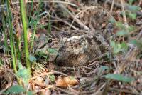 Woodcock - Graham Giddens Woodcock - Graham Giddens
