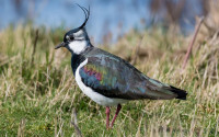 Lapwing, Philip Croft 2019-b49-philip-croft-5357_original.jpg