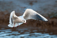 Black-headed Gull. Sarah Kelman / BTO Black-headed Gull. Sarah Kelman / BTO