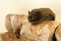 Common Pipistrelle - Amy Lewis Common Pipistrelle - Amy Lewis
