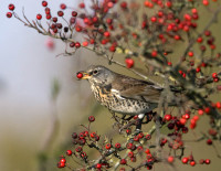 Fieldfare. Liz Cutting Fieldfare. Liz Cutting