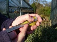 Greenfinch in the hand having its wing measured, by Dawn Balmer Greenfinch in the hand having its wing measured, by Dawn Balmer