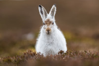 Mountain Hare. Andy Howard Mountain Hare. Andy Howard