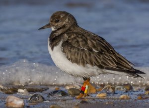 Turnstone with colour rings by Ruth Walker
