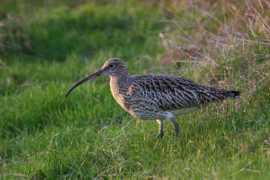 Curlew. Jill Pakenham.