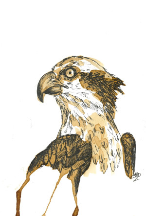 Osprey. Alicia Hayden