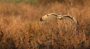 Short-eared Owl. Liz Cutting Short-eared Owl. Liz Cutting