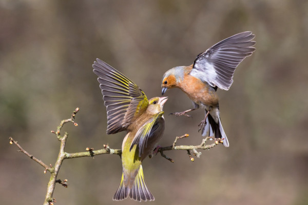 Chaffinch and Greenfinch. Edmund Fellowes